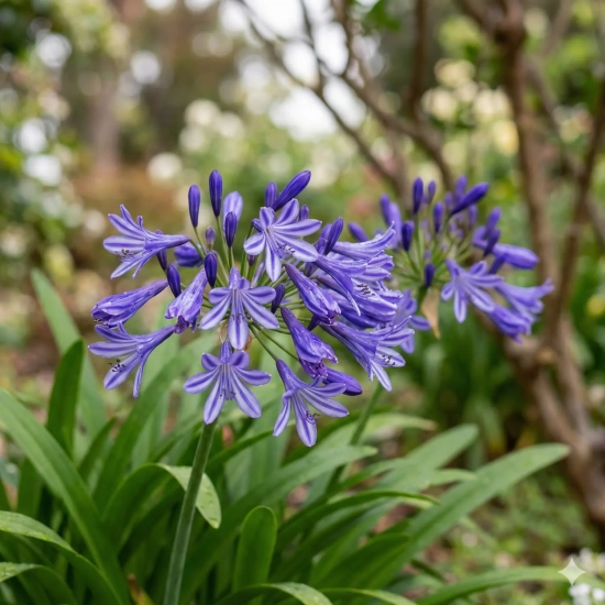 Agapanthe 'Poppin star'