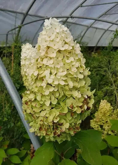 Hortensia paniculé 'Hercules'