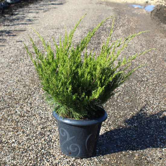 Genévrier 'Mint julep'