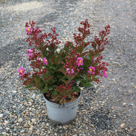 Lilas des indes 'Maroon star'