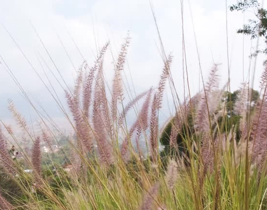 Herbes aux écouvillons 'viridescens'