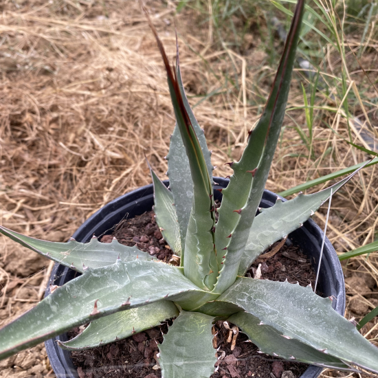Agave gentryi
