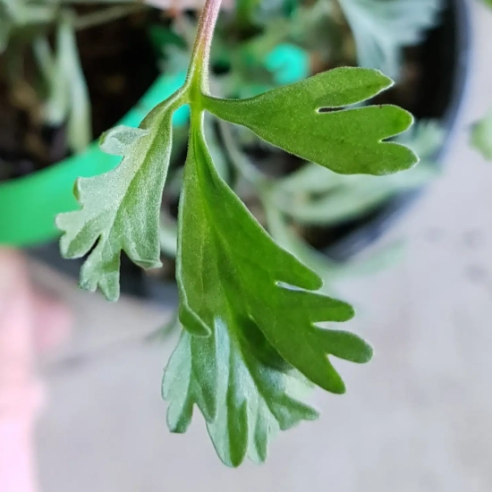 Géranium au parfum d'eucalyptus ' '