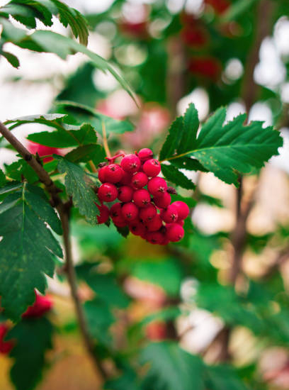 Sorbier des oiseleurs 'Red bird'