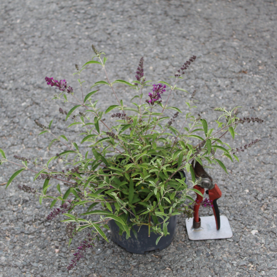 Arbre aux papillons 'rouge mauve'