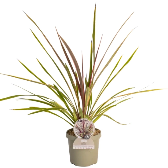 Cordyline australe 'Can can'