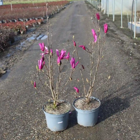 Magnolia 'Susan'