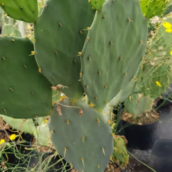 Figuier de barbarie 'Storytelling 3' (Opuntia engelmannii) — raquettes de cactus vertes en gros plan