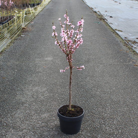 Nectarinier 'Nectarella'