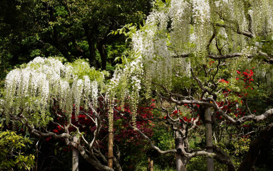 Glycine 'Snow showers'
