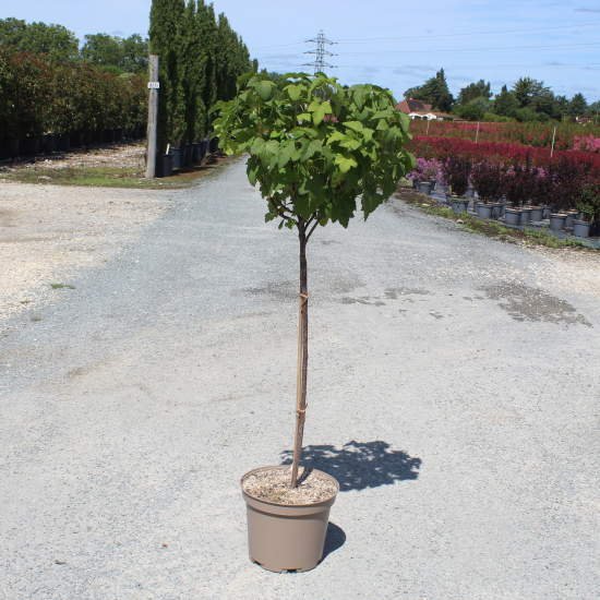 Cassissier 'Delbard robusta'
