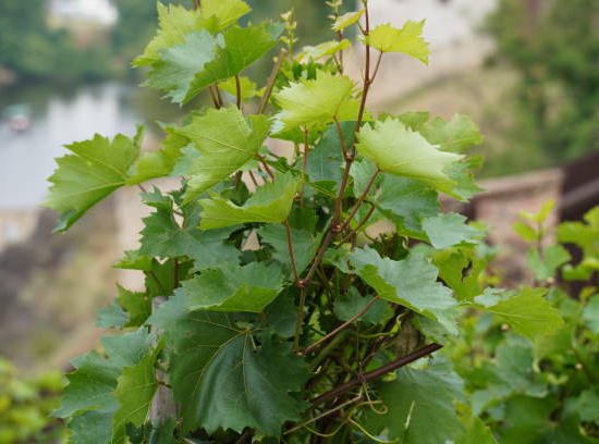 Vigne 'Perdin'