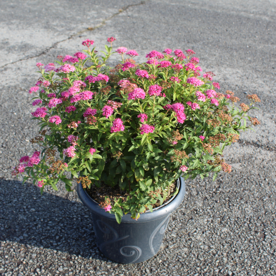 Spirée à floraison rouge 'Anthony waterer'