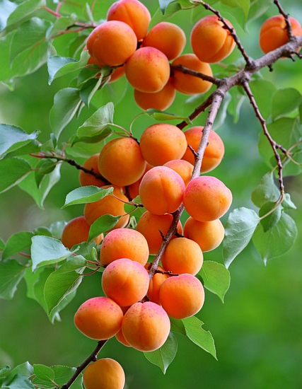 Abricotier galta rocha
