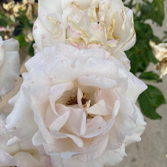 Rosier tige blanc