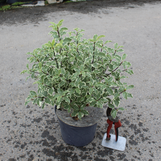 Pittospore 'Variegatum'