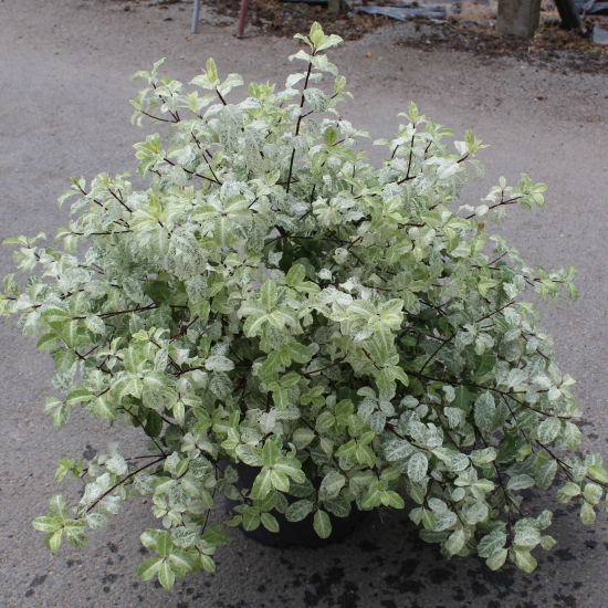 Pittospore 'Irene paterson'