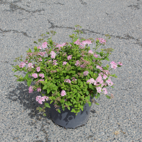 Spirée du japon 'Little princess'