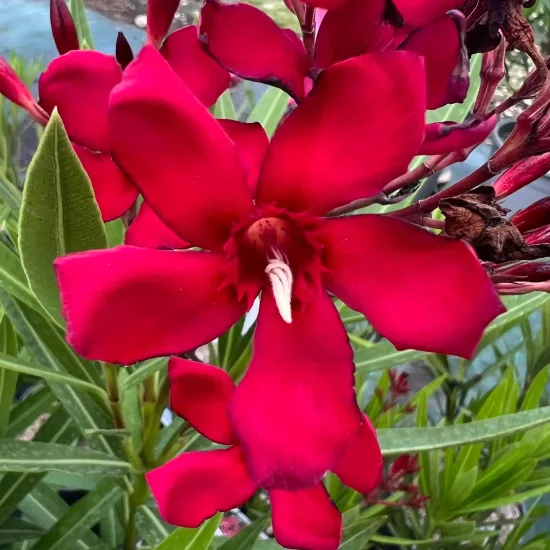 Laurier rose 'Corrida' (Nerium oleander)