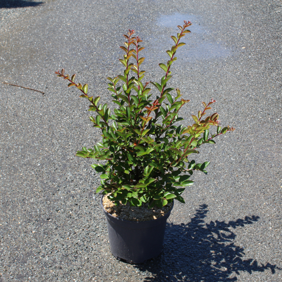 Lilas des indes 'Souvenir d'hubert puard'