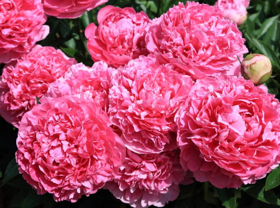 Pivoine 'Birthday rose'