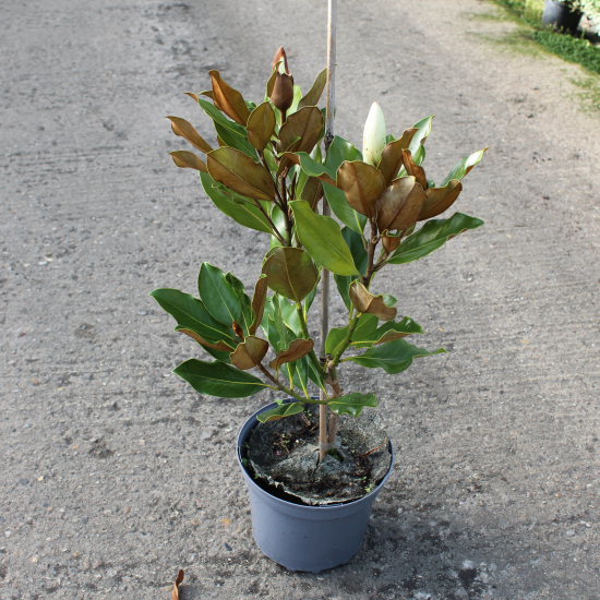 Magnolia 'Little gem'