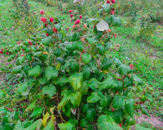 Framboisier 'Autumn'
