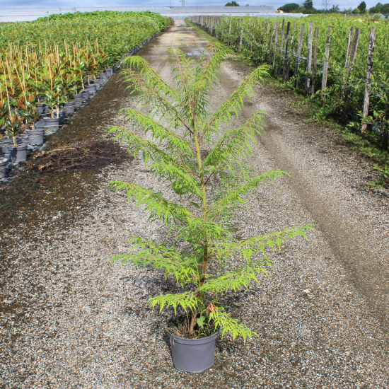 Sumac de virginie 'Dissecta'