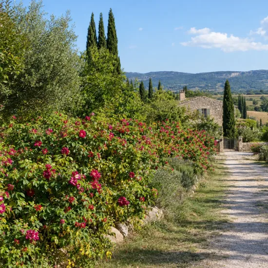 Rosier rugueux poupre 'Roseraie de l'haÿ' (Rosa rugosa) — massif fleuri le long d'un chemin rural · Photo d'illustration
