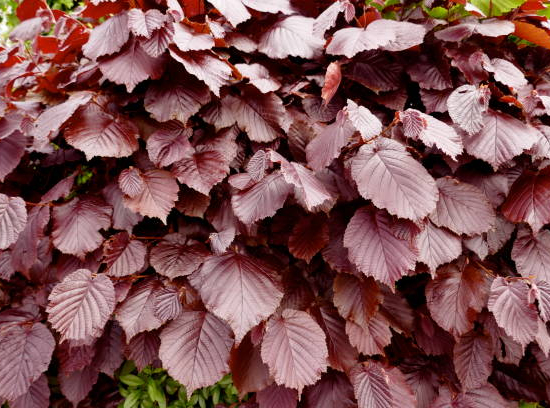 Hêtre commun 'Dawyck purple'
