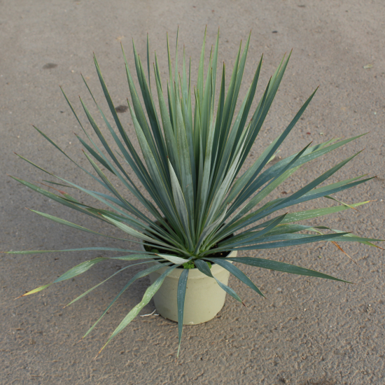Yucca 'French flag'