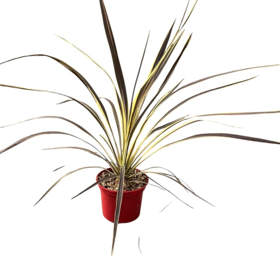 Cordyline 'Electric flash'