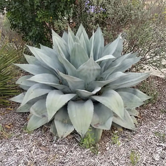 Agave à feuilles ovales 'Vanzie'