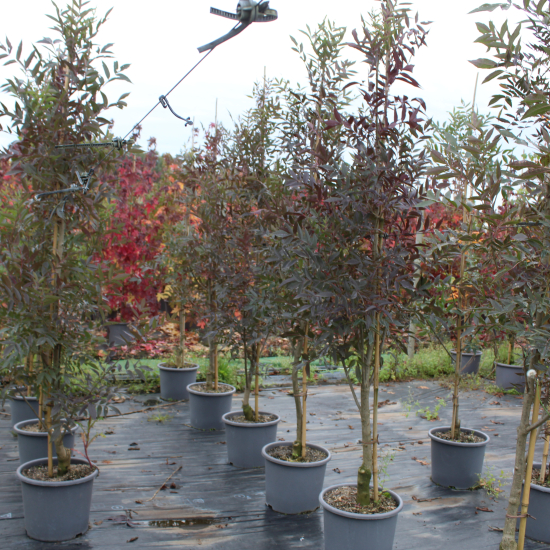 Frêne à feuilles étroites 'Raywood'