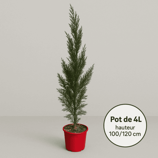 Cyprès 'Leylandii'