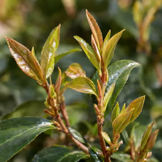 Camelia 'Spring festival' (Camelia japonica) — jeunes pousses aux feuilles vernissées · Photo d'illustration