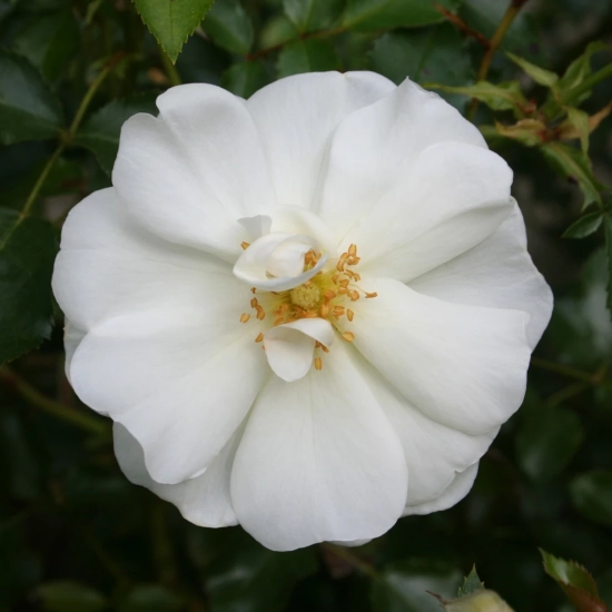 Rosier 'Opalia noaschnee '