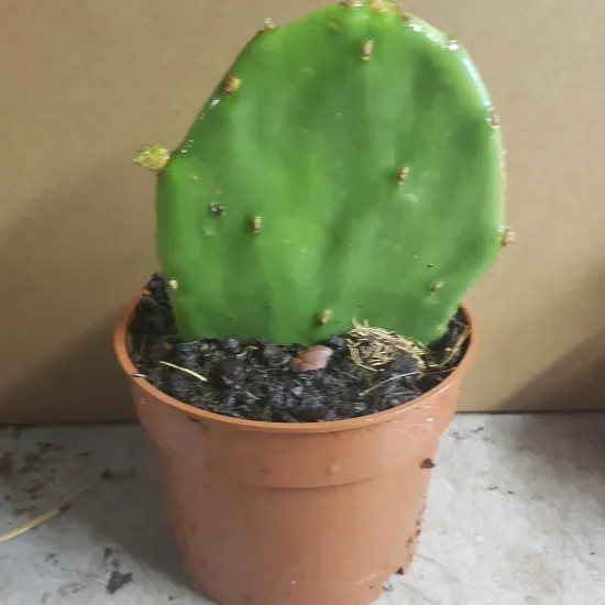 Oponce stricte (Opuntia stricta) — raquette de cactus dressée dans un pot plastique
