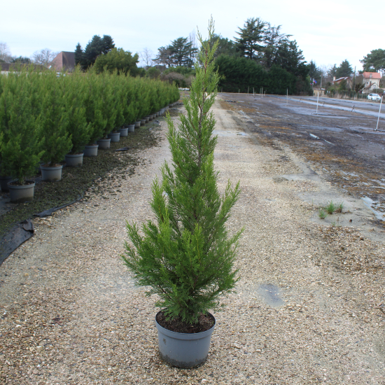 Cyprès de leyland 'Atro'