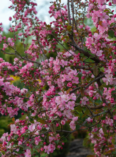 Pommier d'ornement 'Professor sprenger'