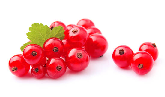 Groseillier à grappes 'Red lake rouge'