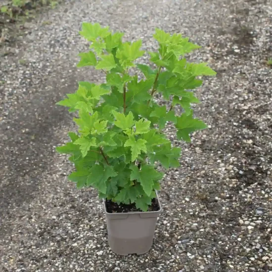 Groseillier à grappes 'Junifer rouge' (Ribes rubrum) — jeune arbuste feuillu en pot sur allée gravillonnée · Pot 2L