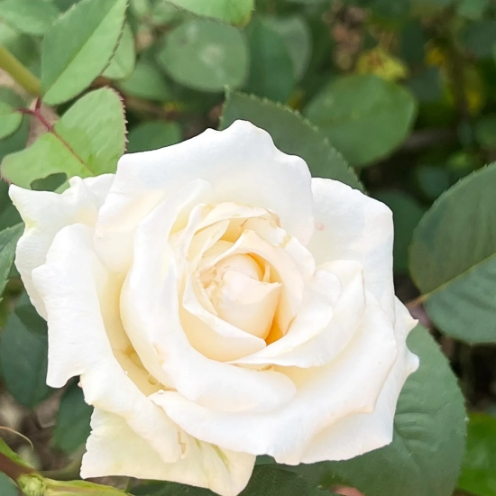 Rosier 'Lovely white voluptia'