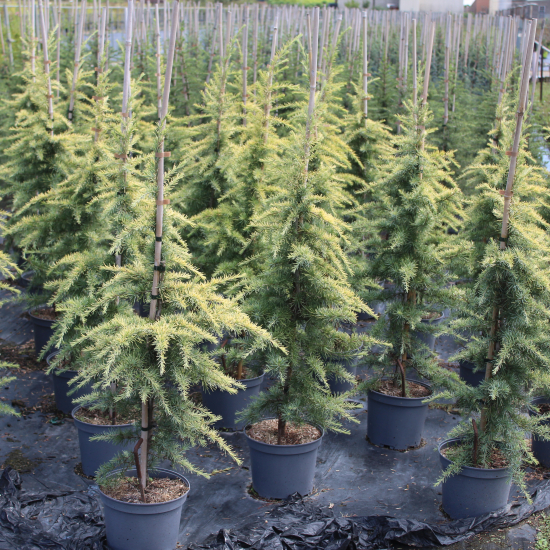 Cèdre doré de l'himalaya 'Aurea'