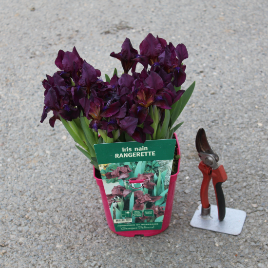 Iris nain 'Rangerette rouge'