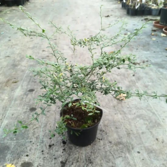 Citronnier caviar 'Jaune'