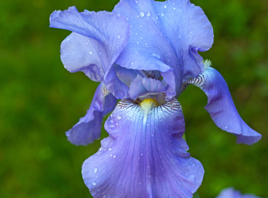Iris 'Bel azur bleu'