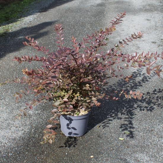 Lilas des indes 'Petit canaille blanc'