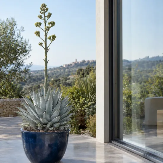 Agave du chihuahua 'Pale blue' (Agave lechuguilla) — grand agave en pot bleu sur terrasse · Photo d'illustration
