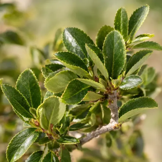 Cerisier à fleurs 'Globosa' (Prunus fruticosa) — rameau avec feuillage dense en gros plan